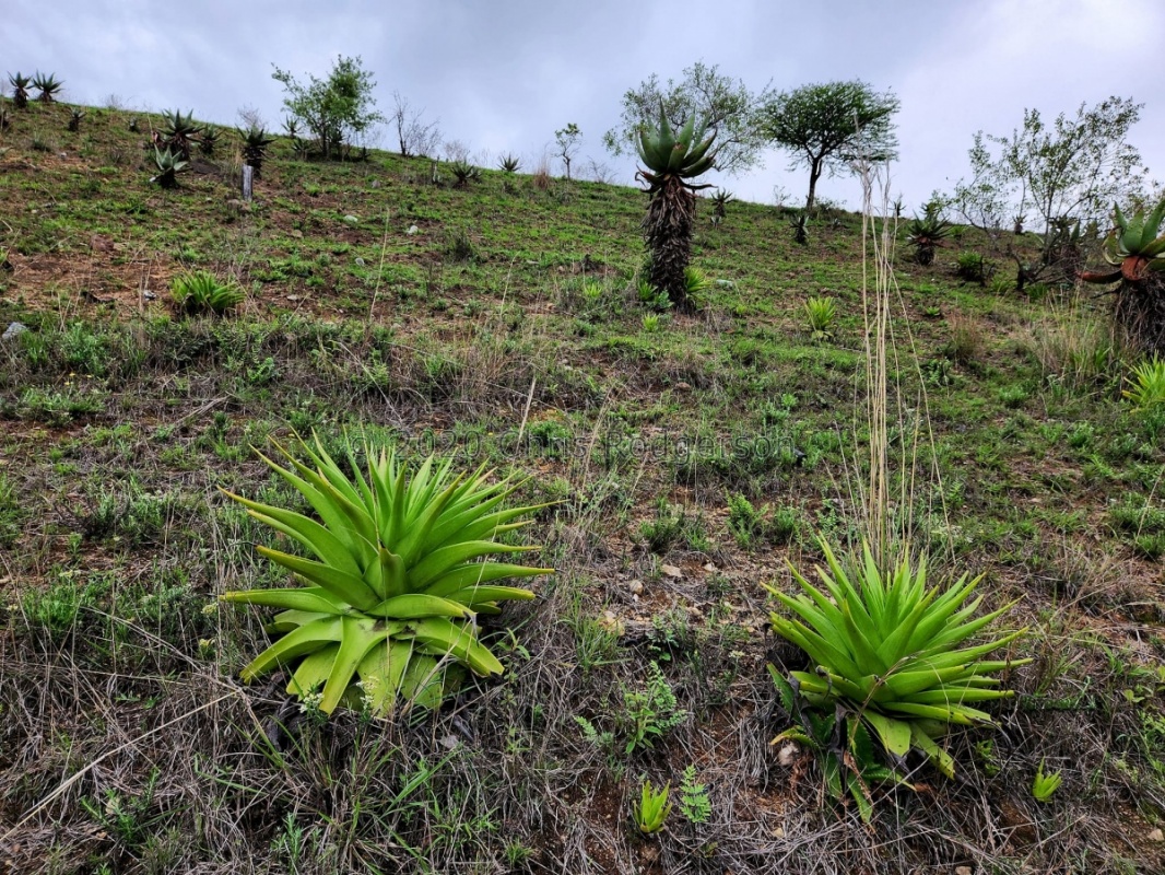 acinaciformis Zululand (photo Andrew McKay) (2)