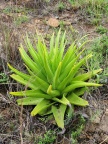 acinaciformis Zululand (photo Andrew McKay) (3)
