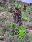 acinaciformis Zululand (photo Andrew McKay)