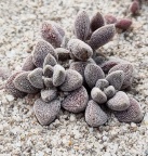 obovata var. dregeana Pondoland (photo Andrew McKay)