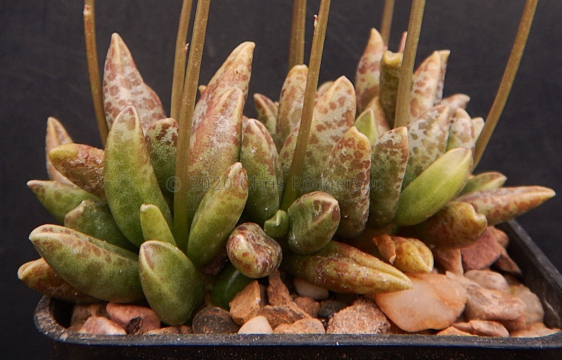 Adromischus schuldtianus ssp. brandbergensis