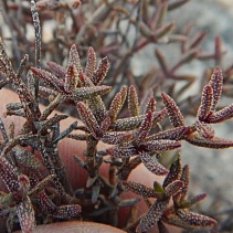 pustulata