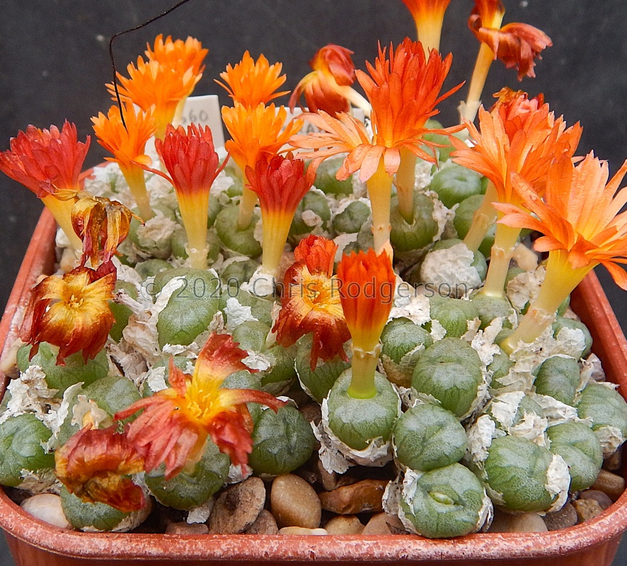 Conophytum / ectypum