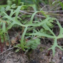 alcicornis