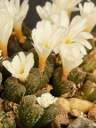pellucidum ssp cupreatum var terrestre